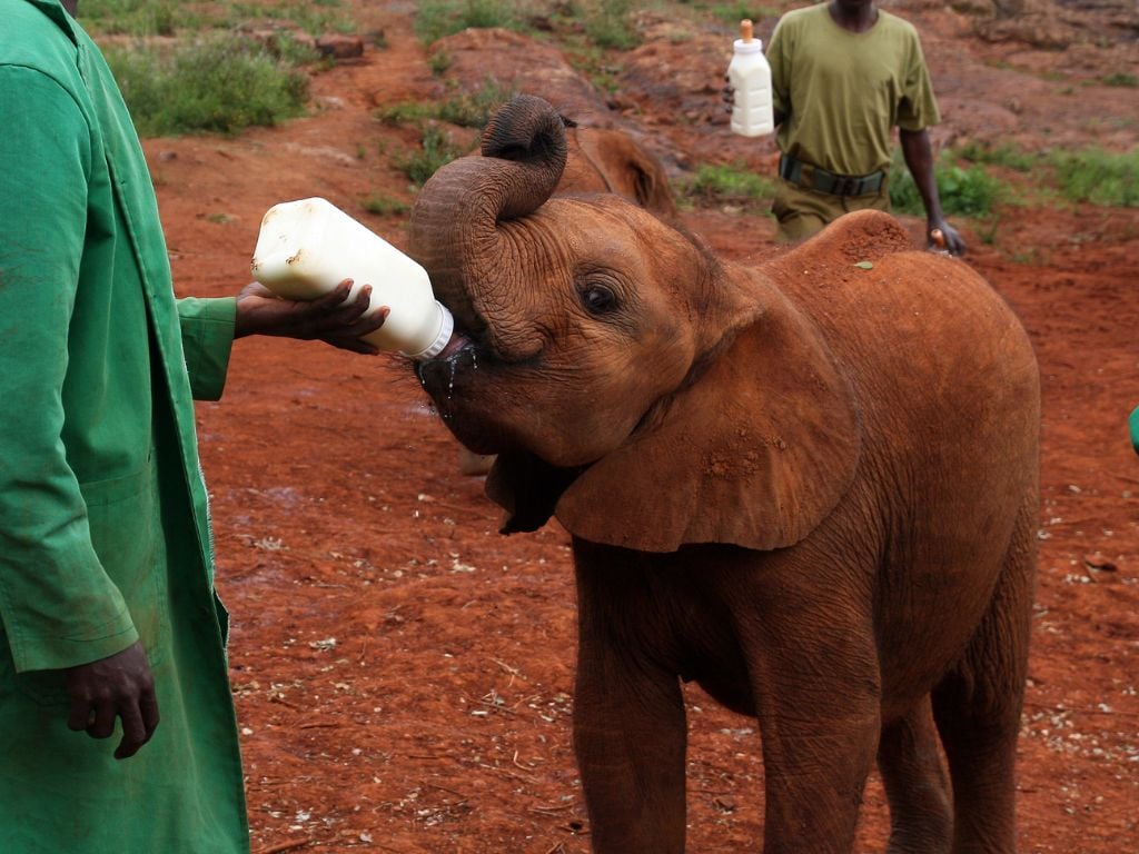 a baby elephant being bottle fed by a man at the elephant sanctuary outside of nairobi