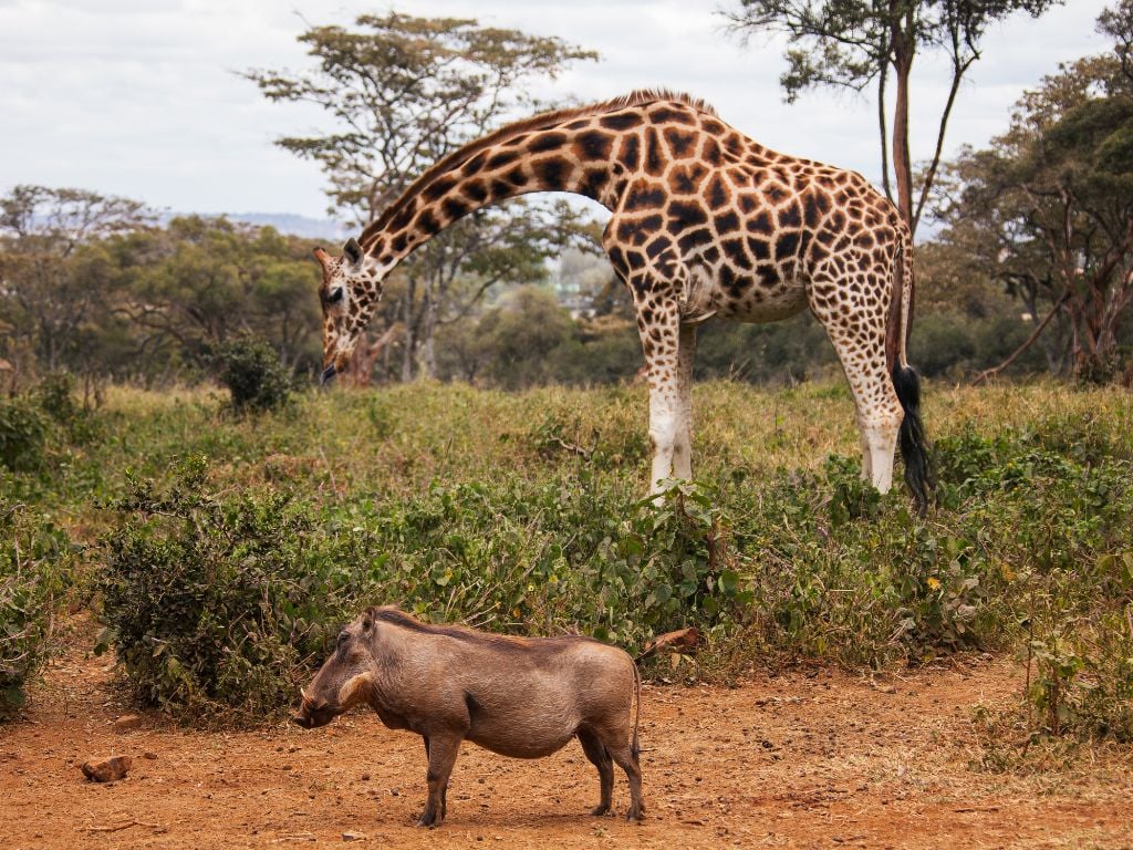 a giraffe and a warthog in kenya