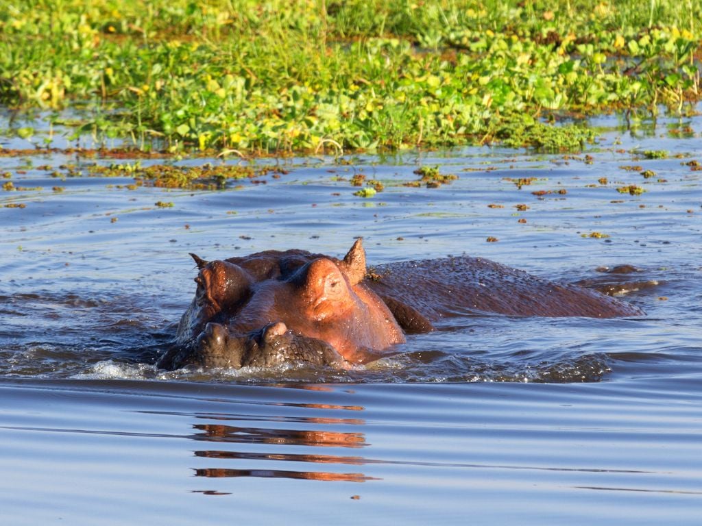 a partially submerged hippo swimming at lake naivasha