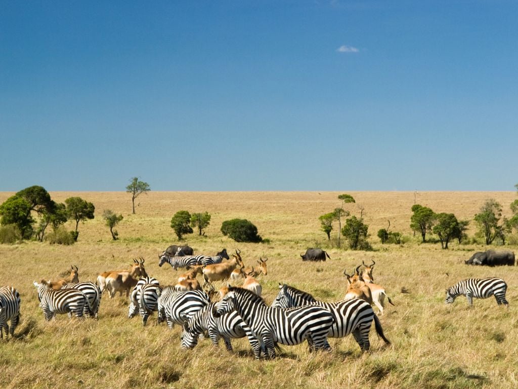 zebras and antelope on the savanna in the masai mara kenya