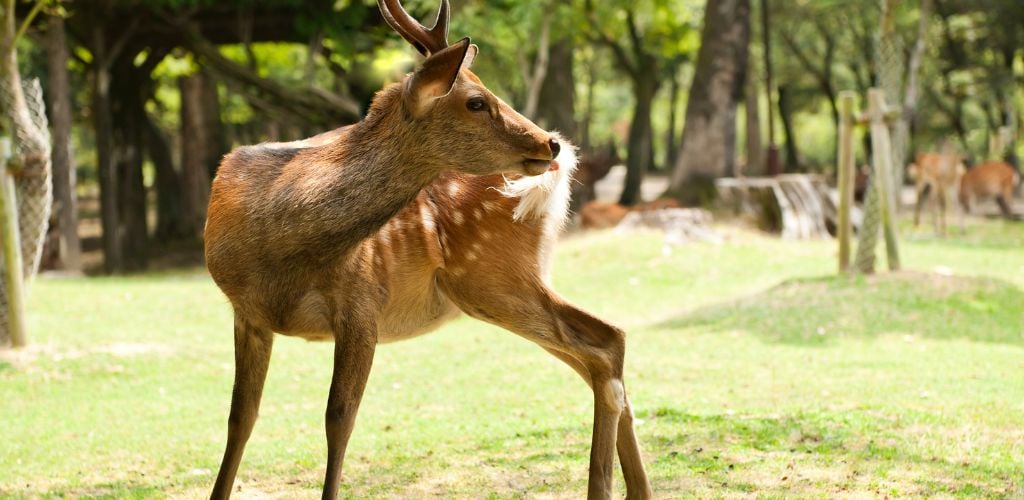 nara deer in japan