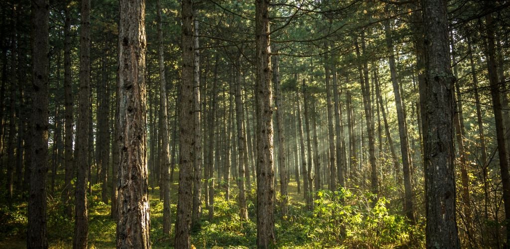 hikes in durham through pine tree forest