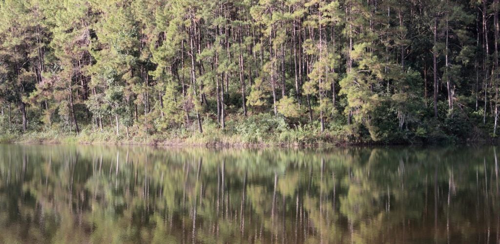 swamp in the pine forest