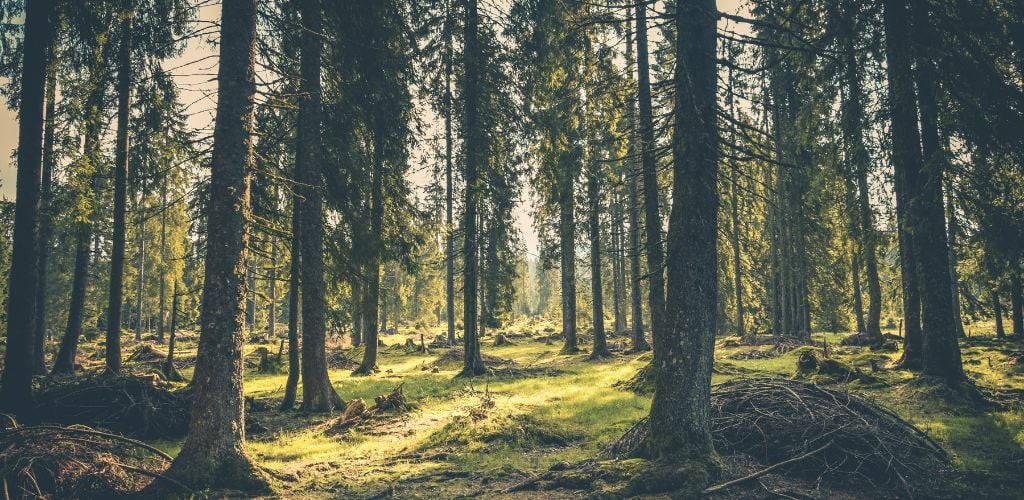 pine tree hiking