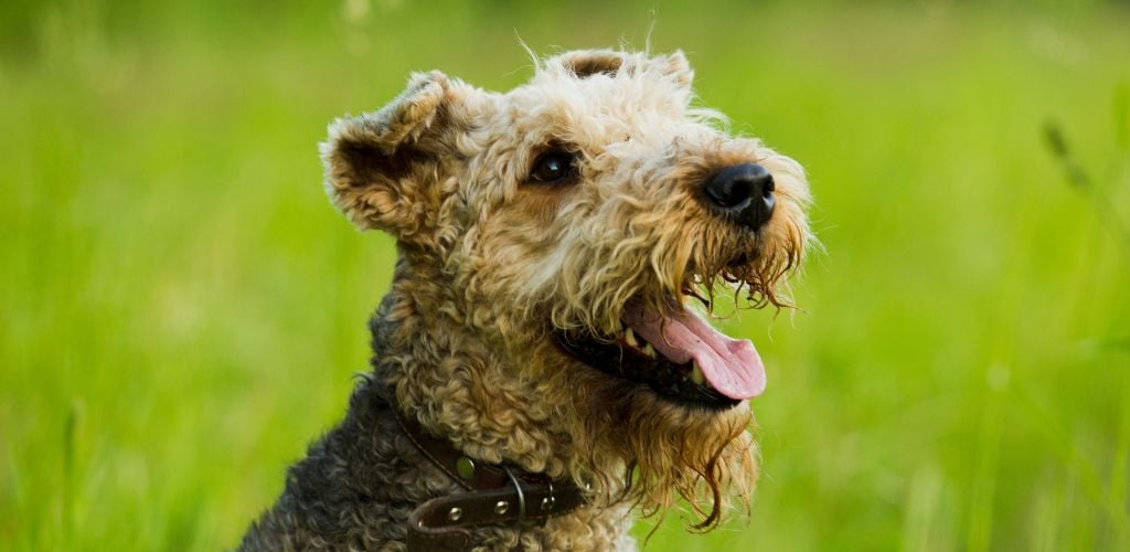 hiking with an Airedale dog