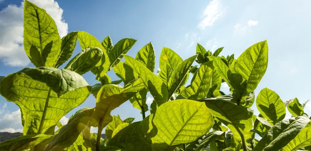 tobacco leaves in the sun