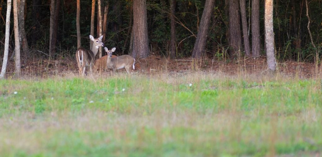 deer in the forest in durham