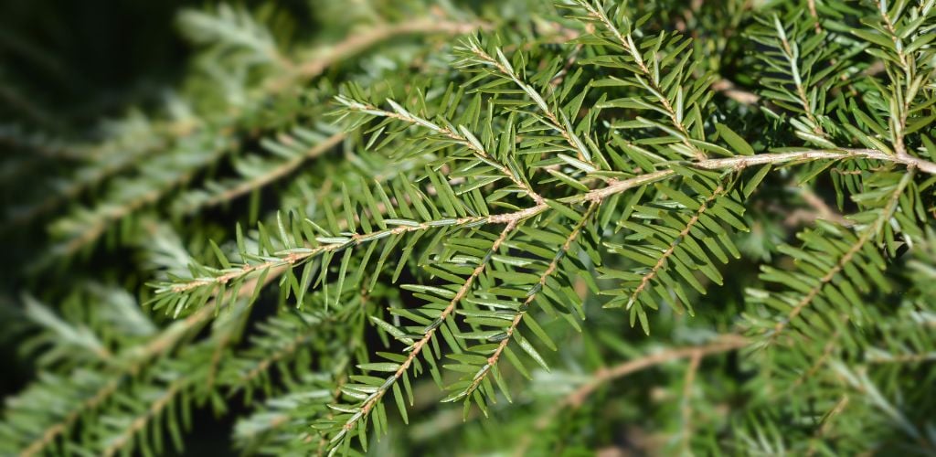 hemlock tree durham