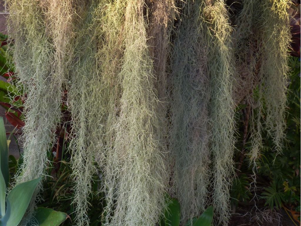 spanish moss hanging from a tree