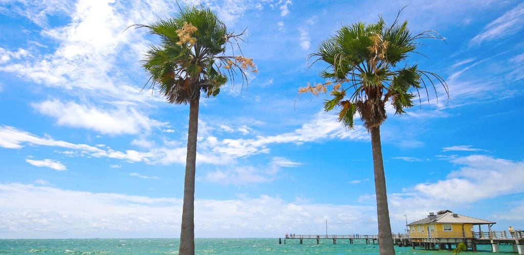 Tampa Adventure Island Palm Trees in The Sun