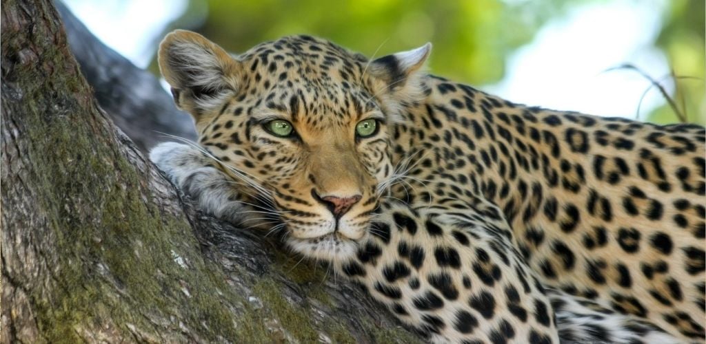 A leopard resting on a tree