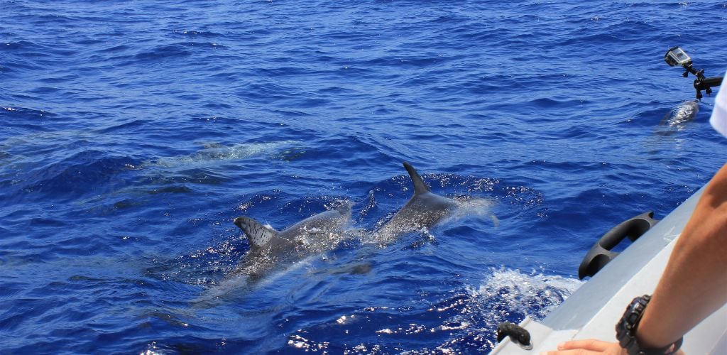 Spotting Dolphins on a Dolphin Cruise in Tampa