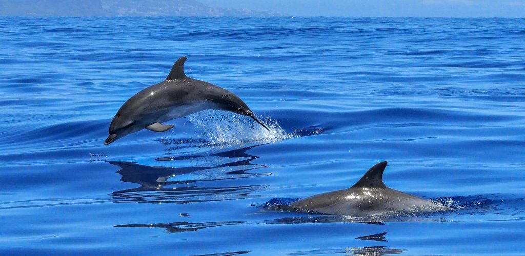 Dolphins jumping and playing in the water in Florida