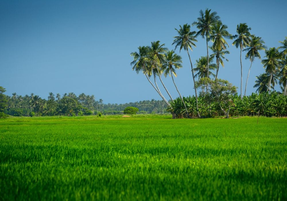 green rice paddies with palm trees
