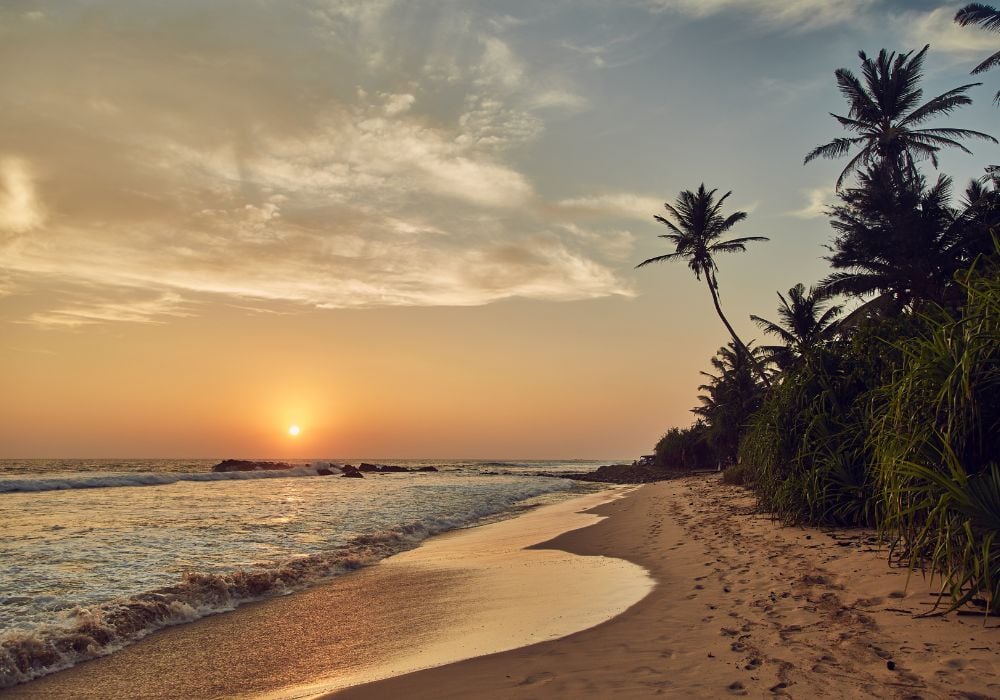 weligama sri lanka beach with sunset and palm tree