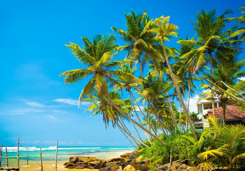 Ahangama sri lanka with palm trees and blue sea