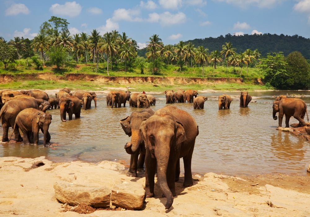 wild elephants in sri lanka at a watering hole
