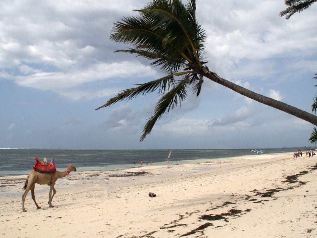 beach in mombasa with a camel and people swimming