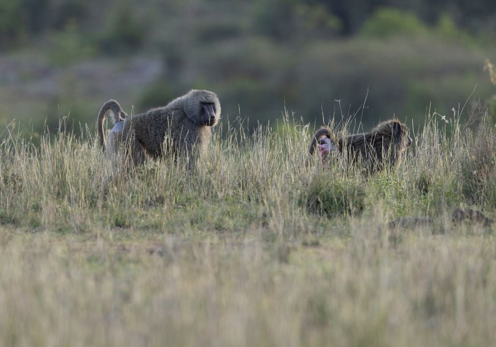 baboons in the nairobi national park