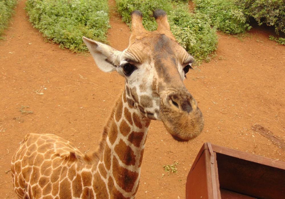 looking down at a giraffe in kenya