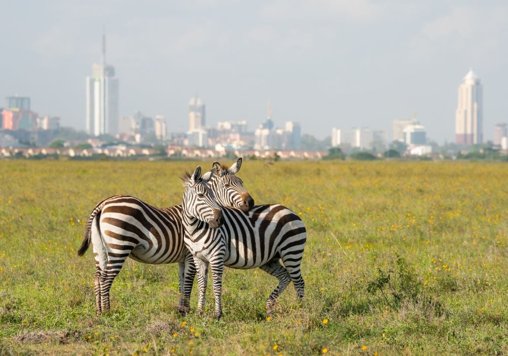 two zebras at nairobi national park with the city behind them