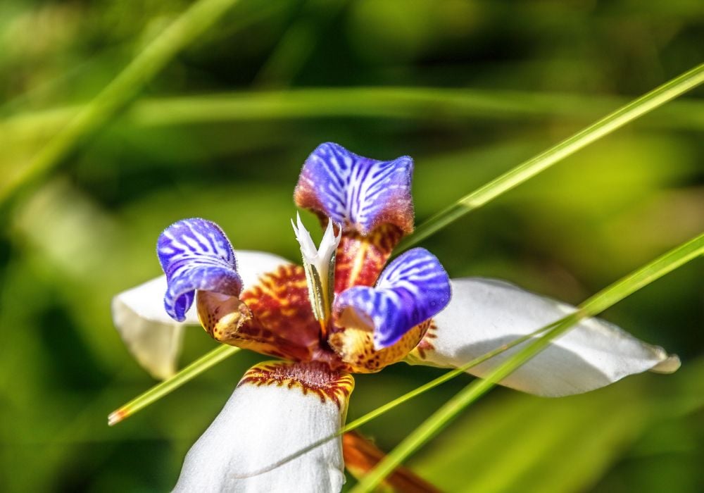 purple and white orchid