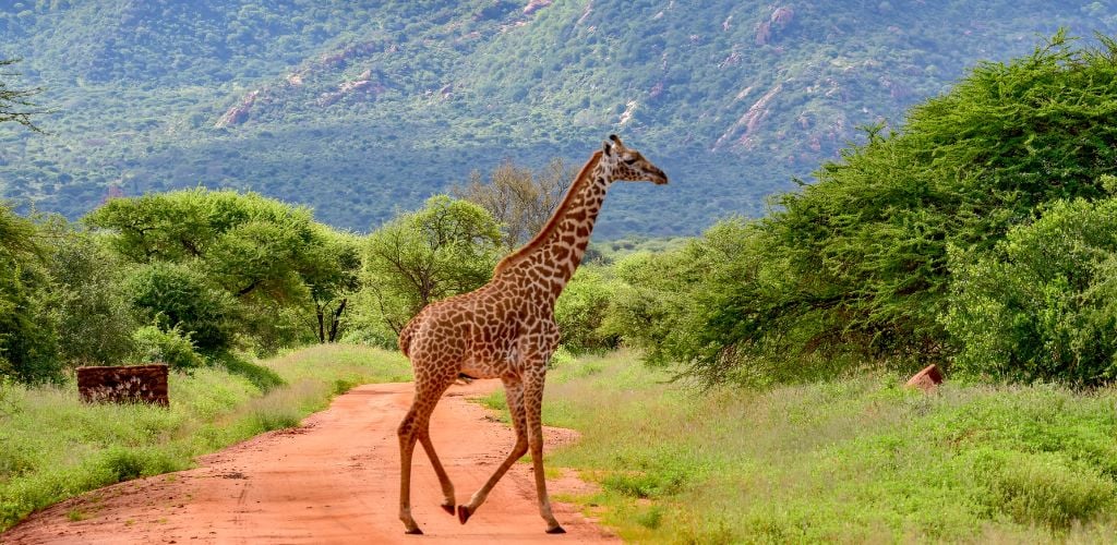 Giraffe on the middle of the trail
