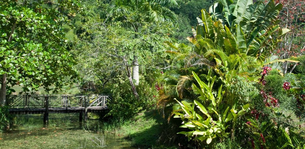 A wooden bridge concealed in a lush garden