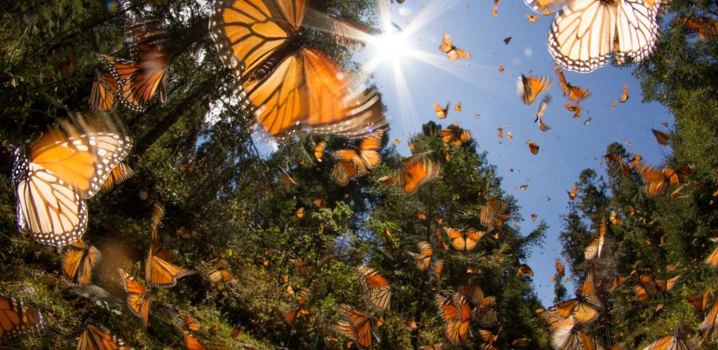 A picture of butterflies in a garden 