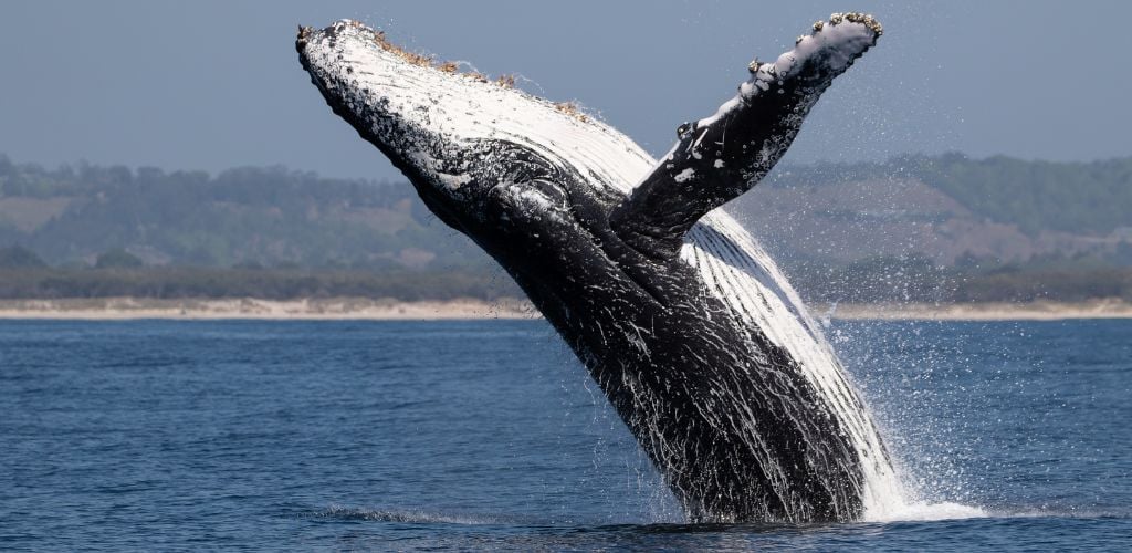 Humpback whales going above the water