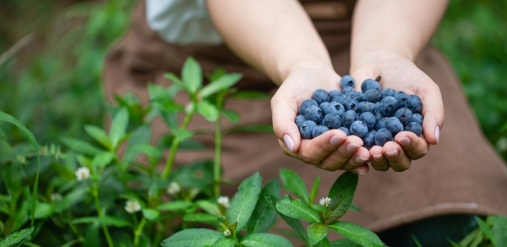 A handful of Blueberry