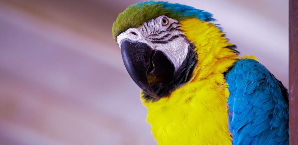 A photo of a parrot