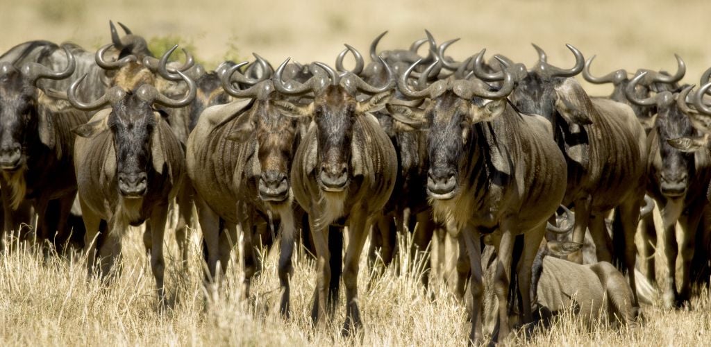 Masai Mara Wildeebeast