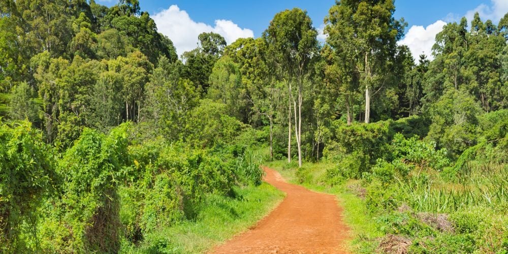 A beautiful trail on a sunny day at Karura Forest.