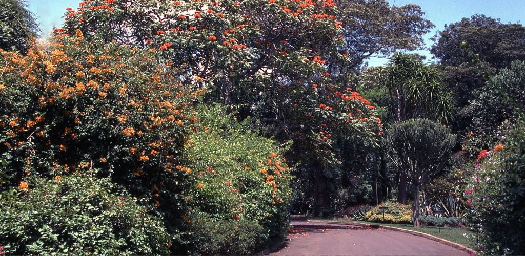 Flowering Trees in Arboretum in Kenya