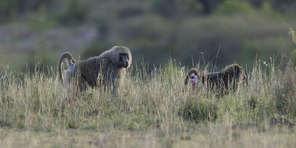 baboons in the nairobi national park