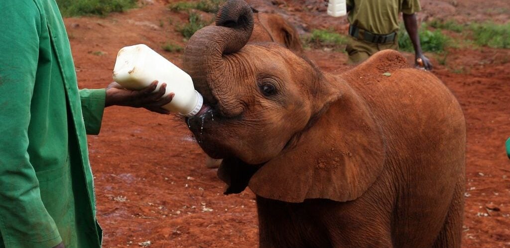a baby elephant being bottle fed by a man at the elephant sanctuary outside of nairobi