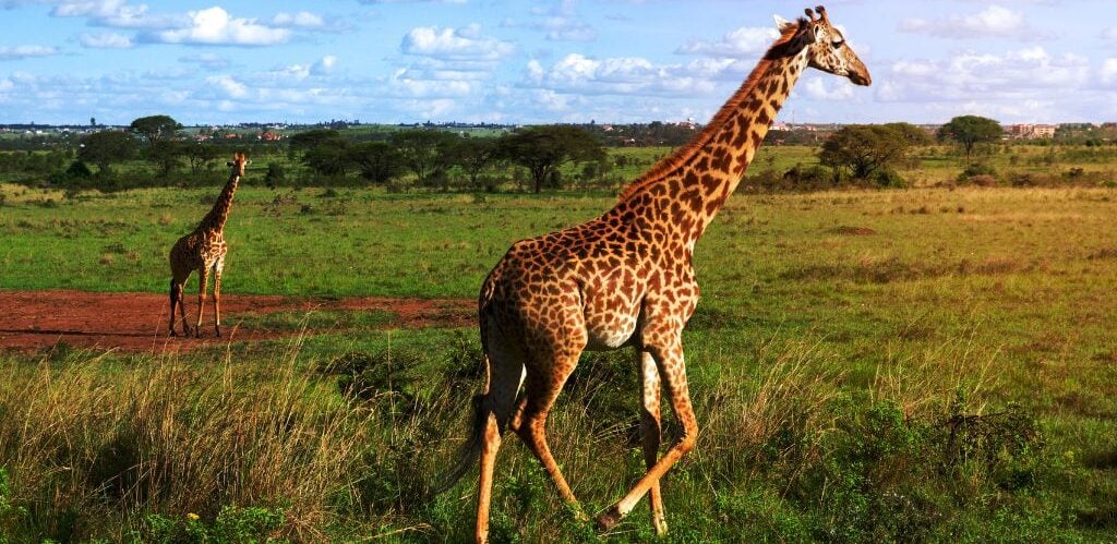 two giraffs outside of nairobi