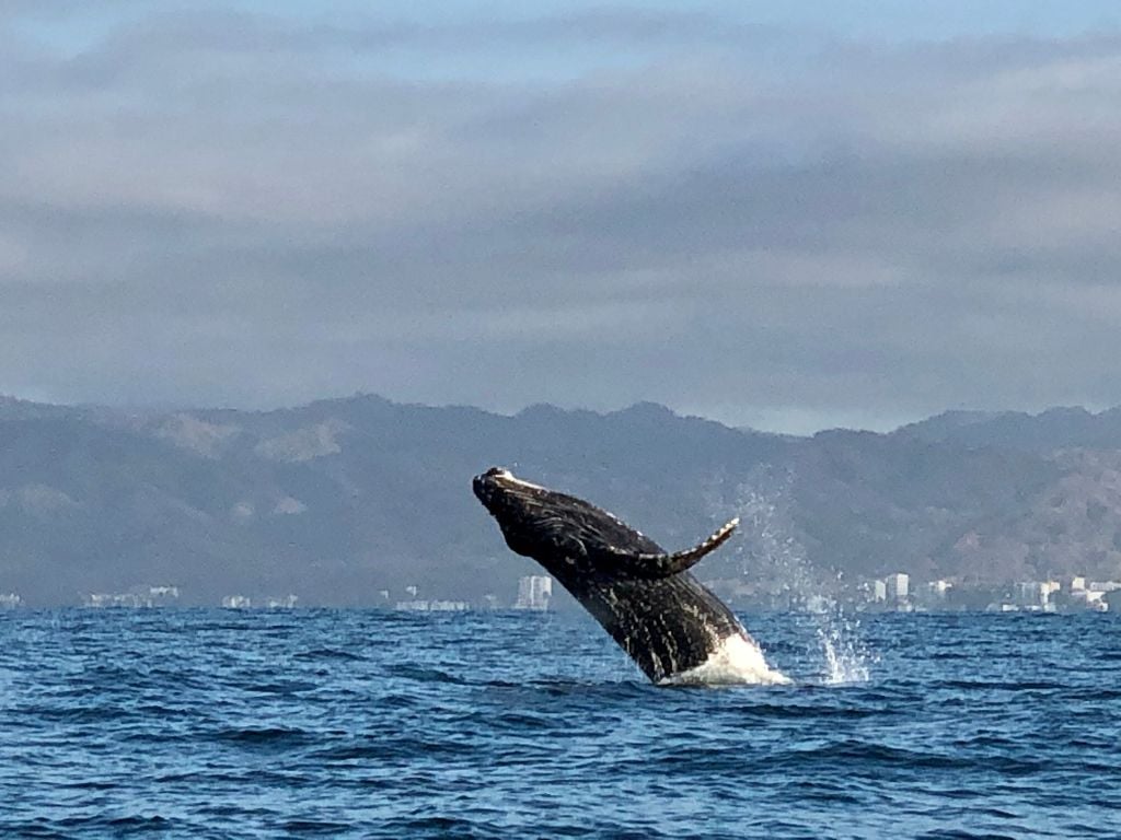 a humpback whale jumping in the water in puerto vallarta