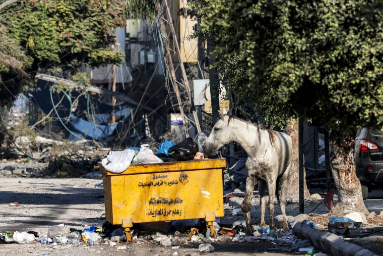 Horse Dumpster Gaza City