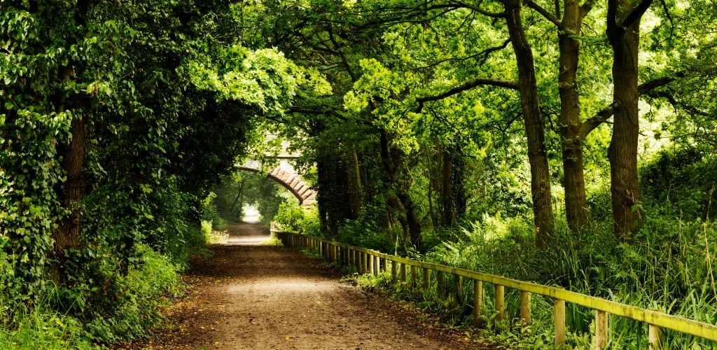 A long, rough forest road with an arch in the middle. 