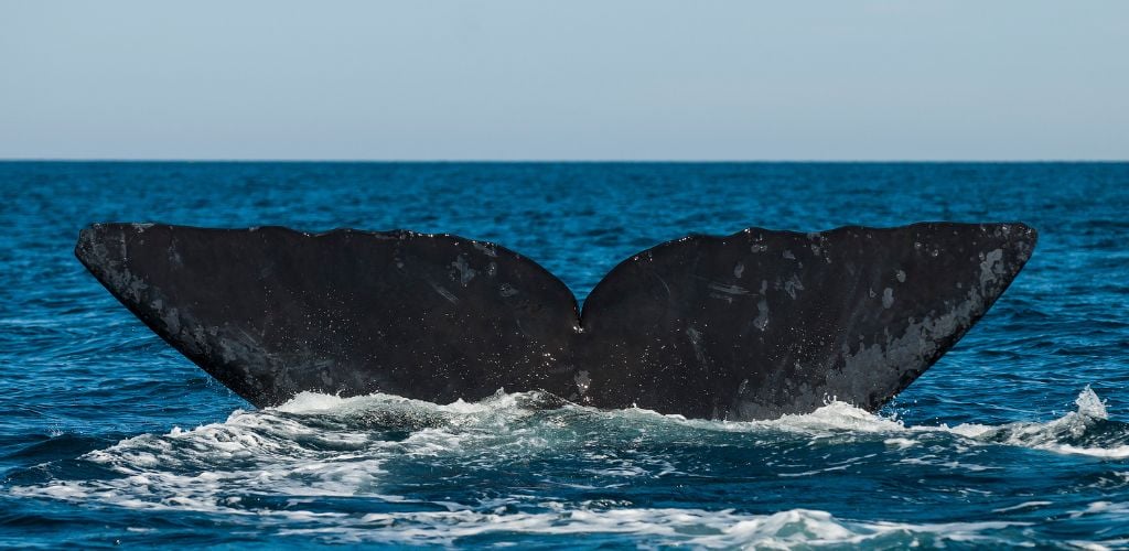 On the blue sea there's a big tale of Right Whale