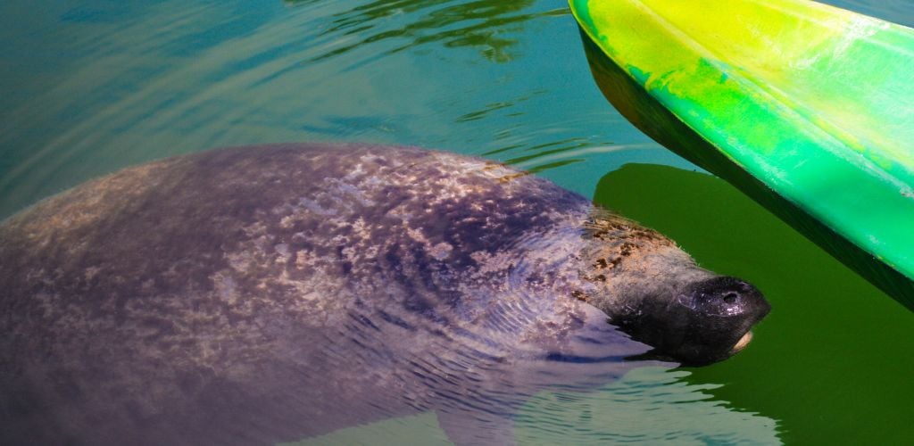 kayaking orlando manatees