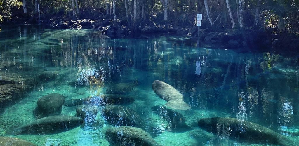 A group of manatees resting under the clear water. 