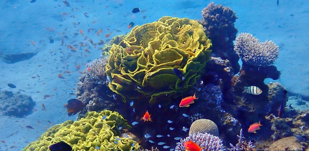 Coral reefs, under the clear sea water and a small fishes around of it. 