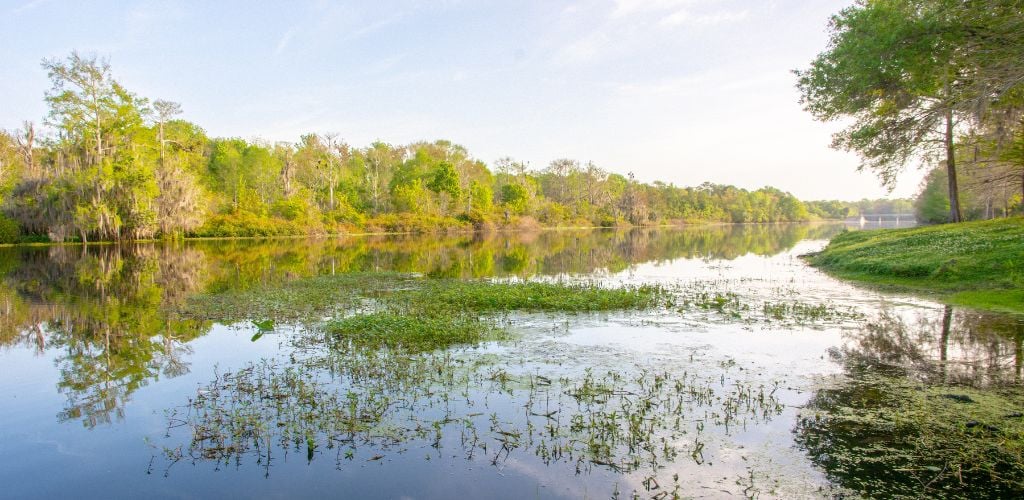  An Econlockhatchee River is surrounded by green trees and some water plants in the middle of the river. and clear sky. 