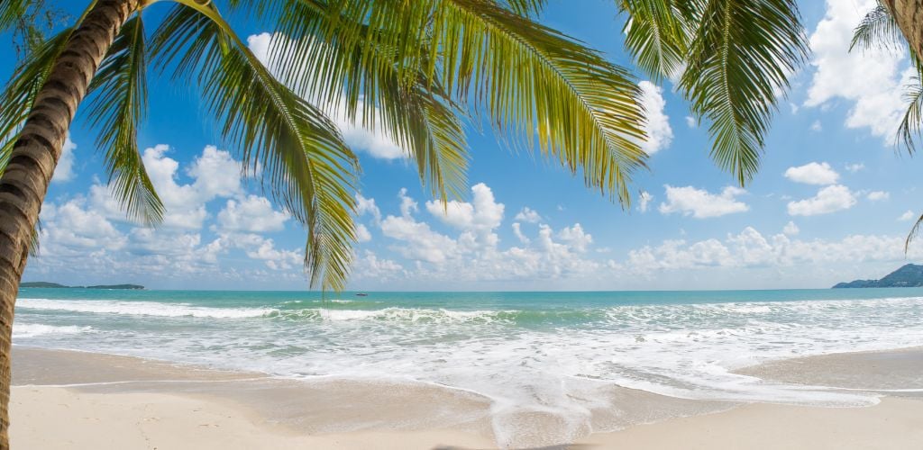 Tropical beach with coconut palm.