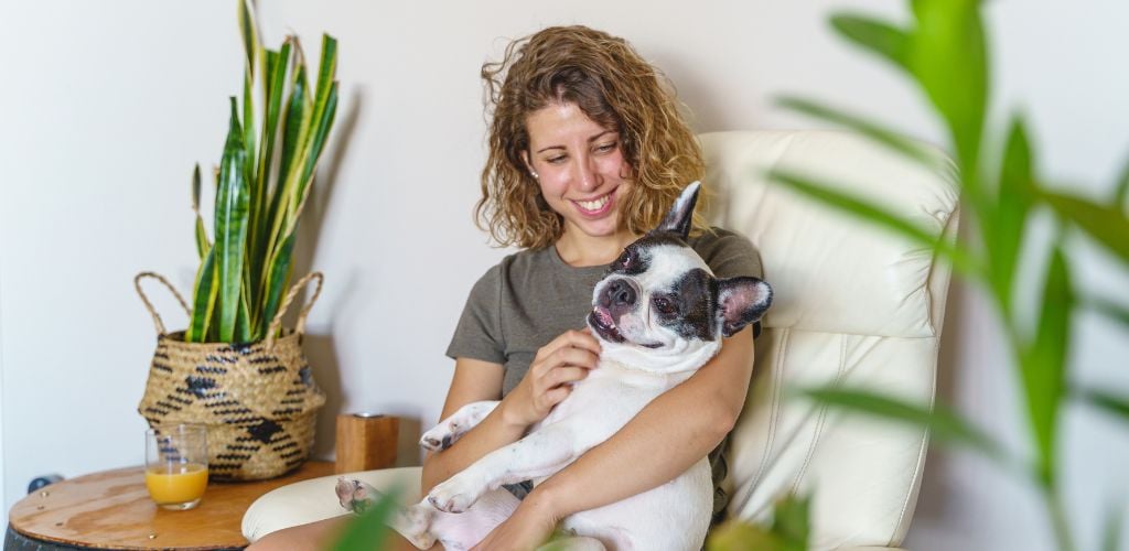 Woman dog lover with bulldog at home. horizon view of a woman tickling a dog isolated with plants. 