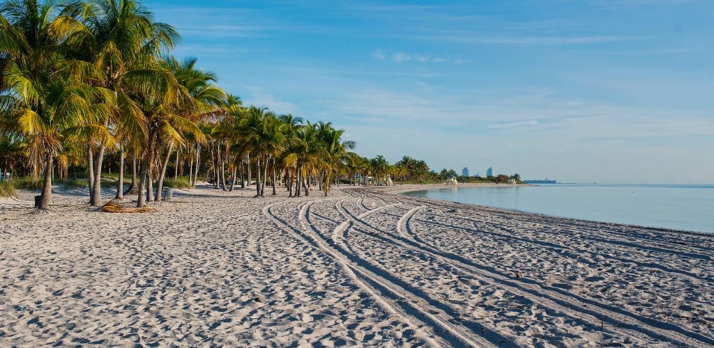 Crandon Park's beach on a beautiful day, with a coconut tree. 