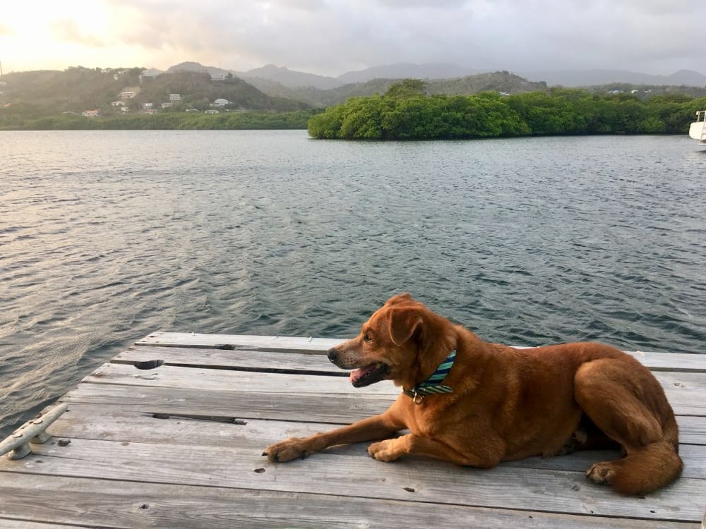 pet sitting a dog in the caribbean 